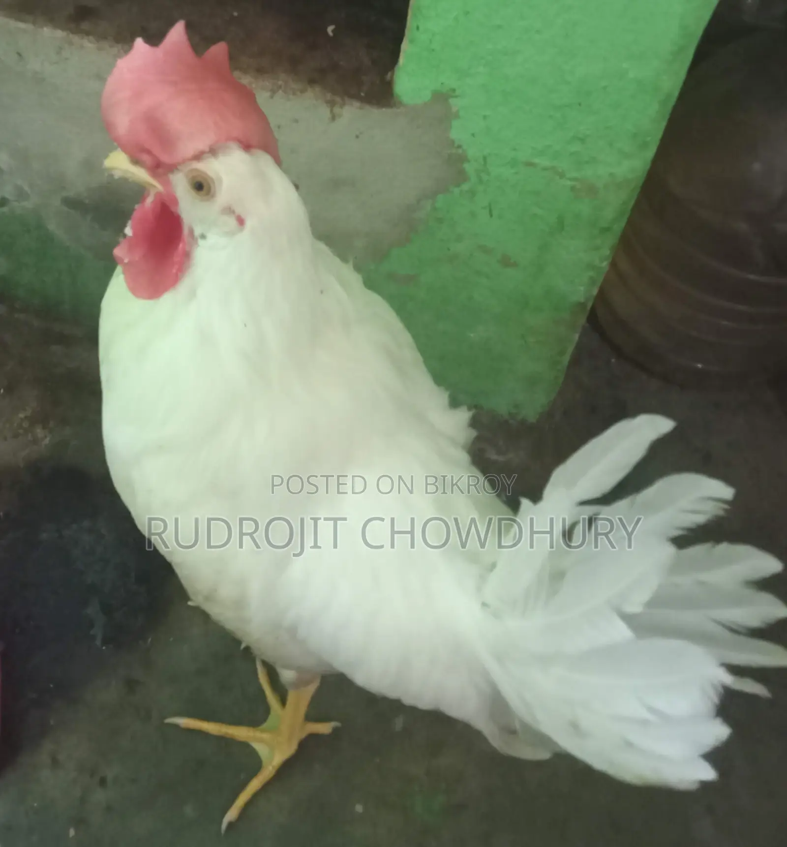 White Leghorn