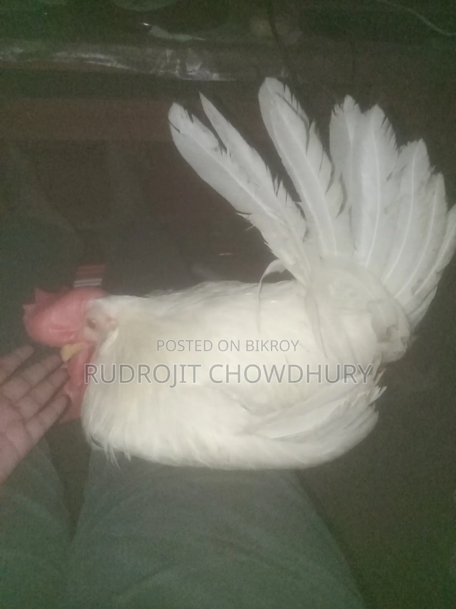 White Leghorn