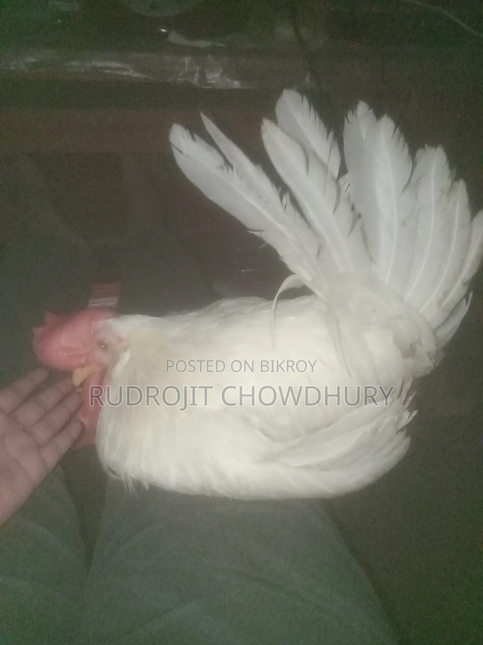 White Leghorn