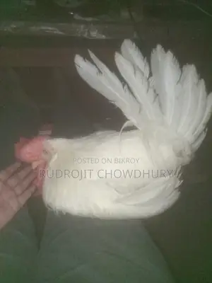 White Leghorn