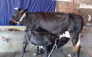 ১২৯১ নং ভালো জাতের গাভী গরু ।