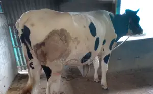 ১২৯২ নং উন্নত জাতের গাভী গরু বিক্রয় হবে।