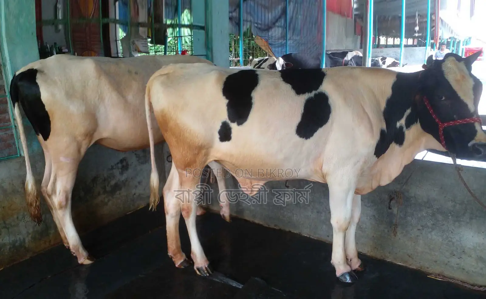 Improved breed heifer no. 1293 for sale.