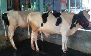 Improved breed heifer no. 1293 for sale.
