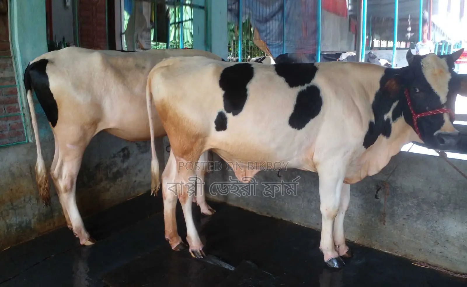 Improved breed heifer no. 1293 for sale.