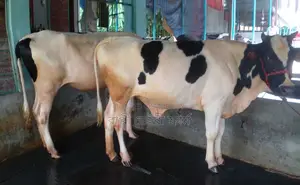 Improved breed heifer no. 1293 for sale.