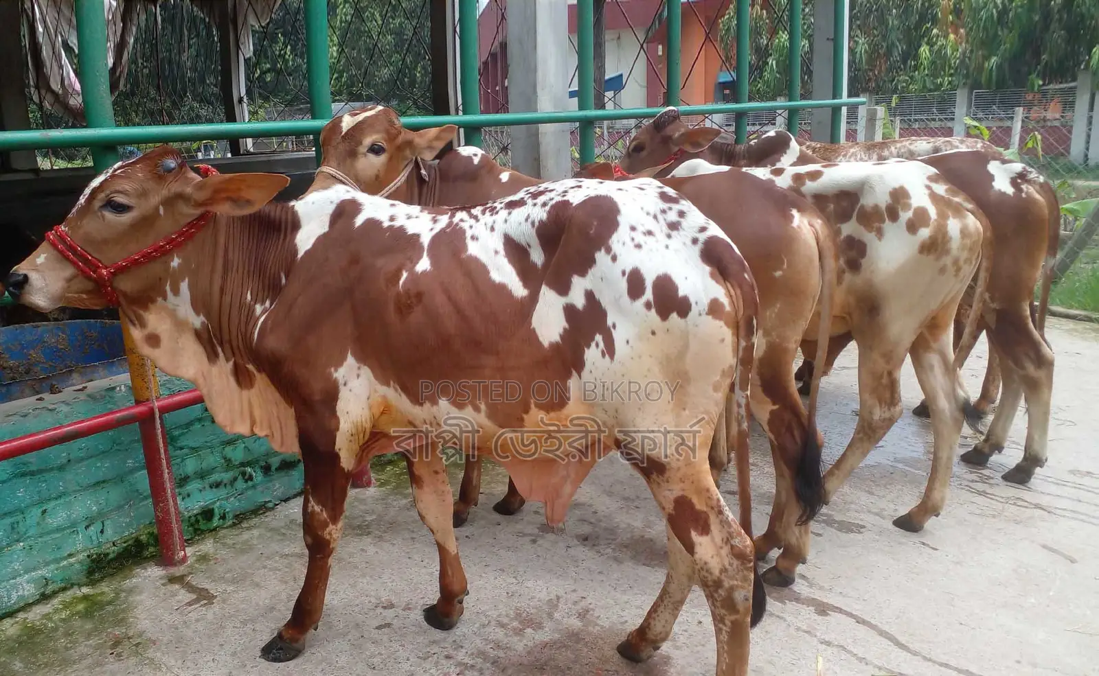 1294 Selected 5 Male Bull Calves for Sale.