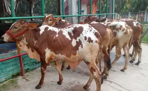1294 Selected 5 Male Bull Calves for Sale.