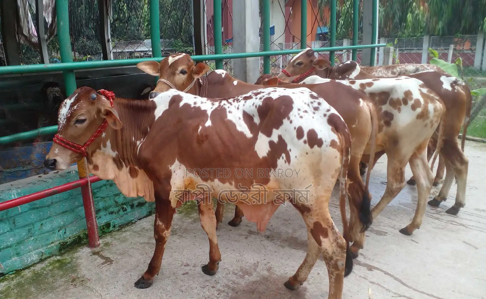 1294 Selected 5 Male Bull Calves for Sale.