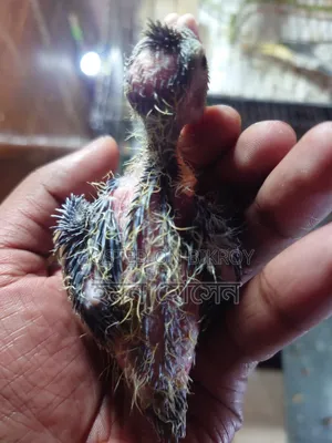 ককাটেল বেবি ১৪ দিন বয়সী