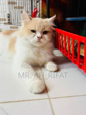 1+ Year Female Purebred Persian