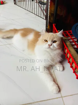 1+ Year Female Purebred Persian
