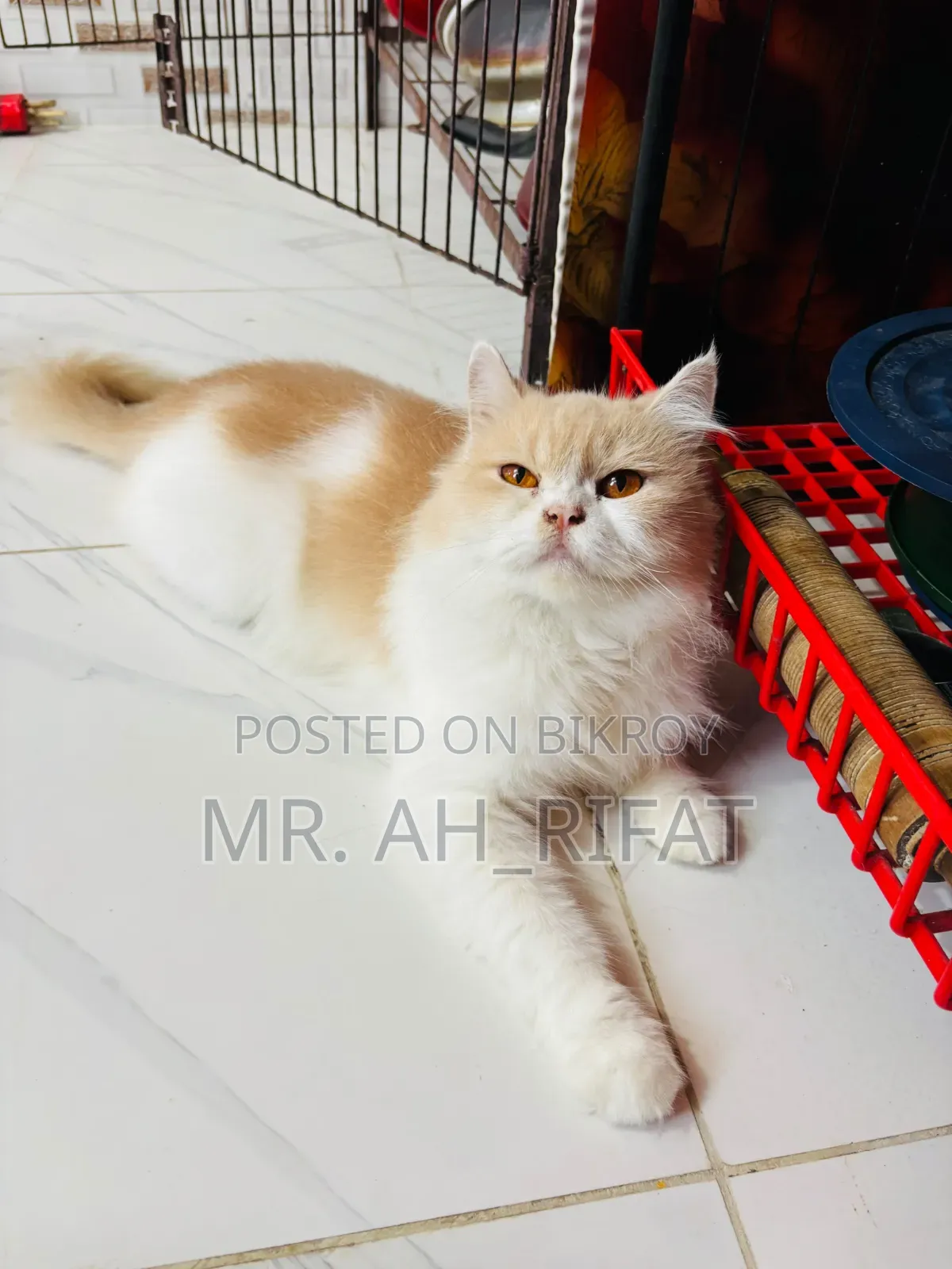 1+ Year Female Purebred Persian
