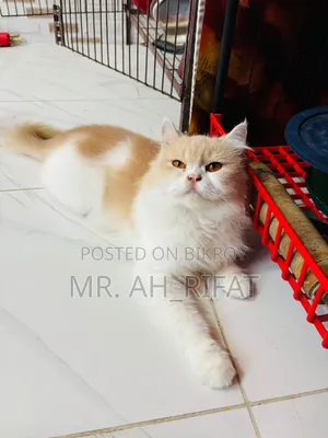 1+ Year Female Purebred Persian