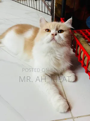 1+ Year Female Purebred Persian