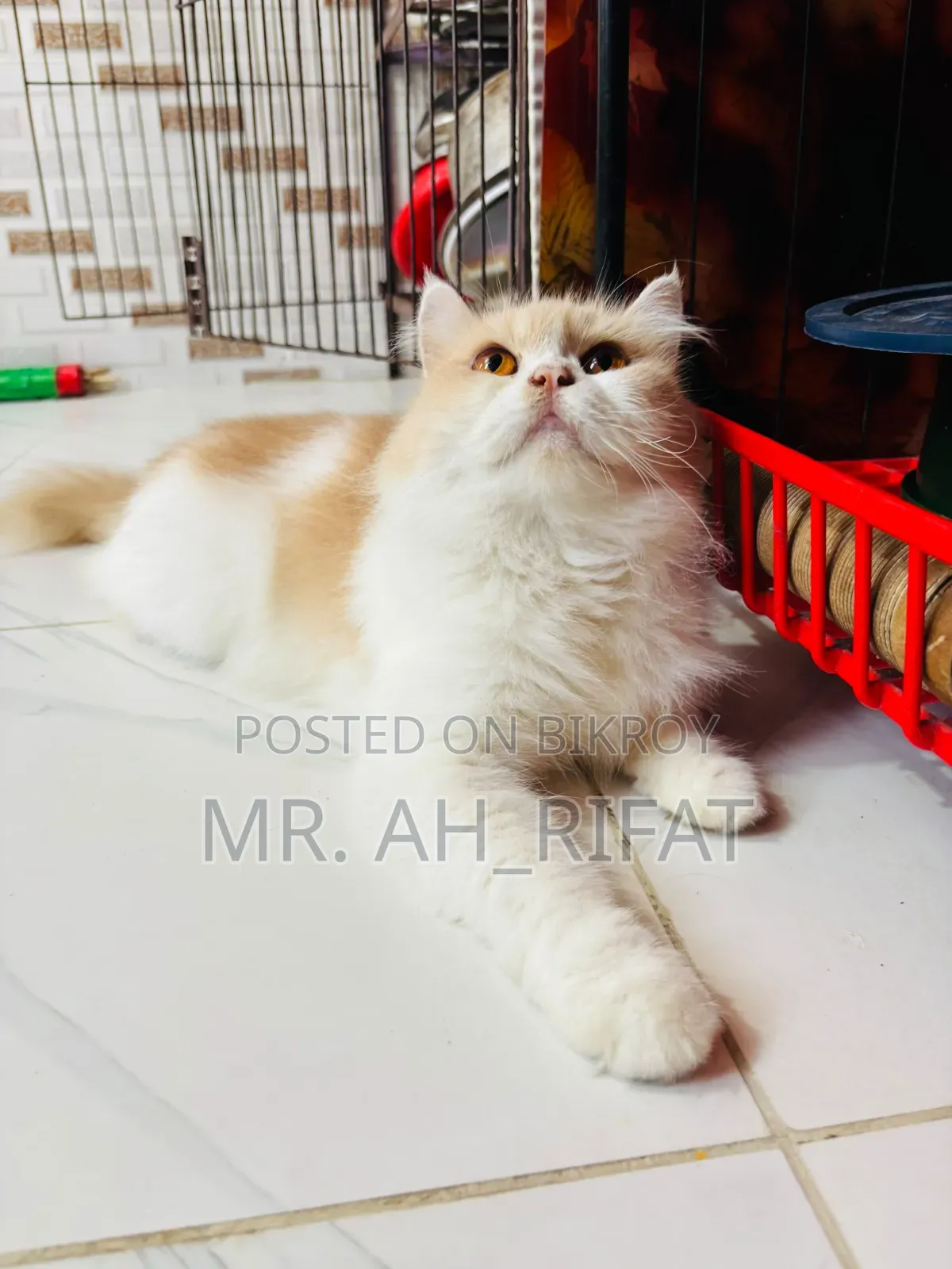 1+ Year Female Purebred Persian