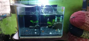 Aquarium and Fish