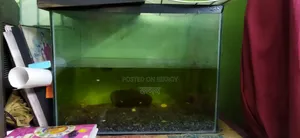Aquarium and Fish