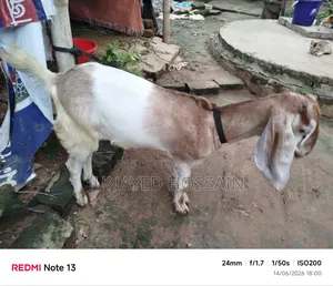 Two Ram Goat Kids