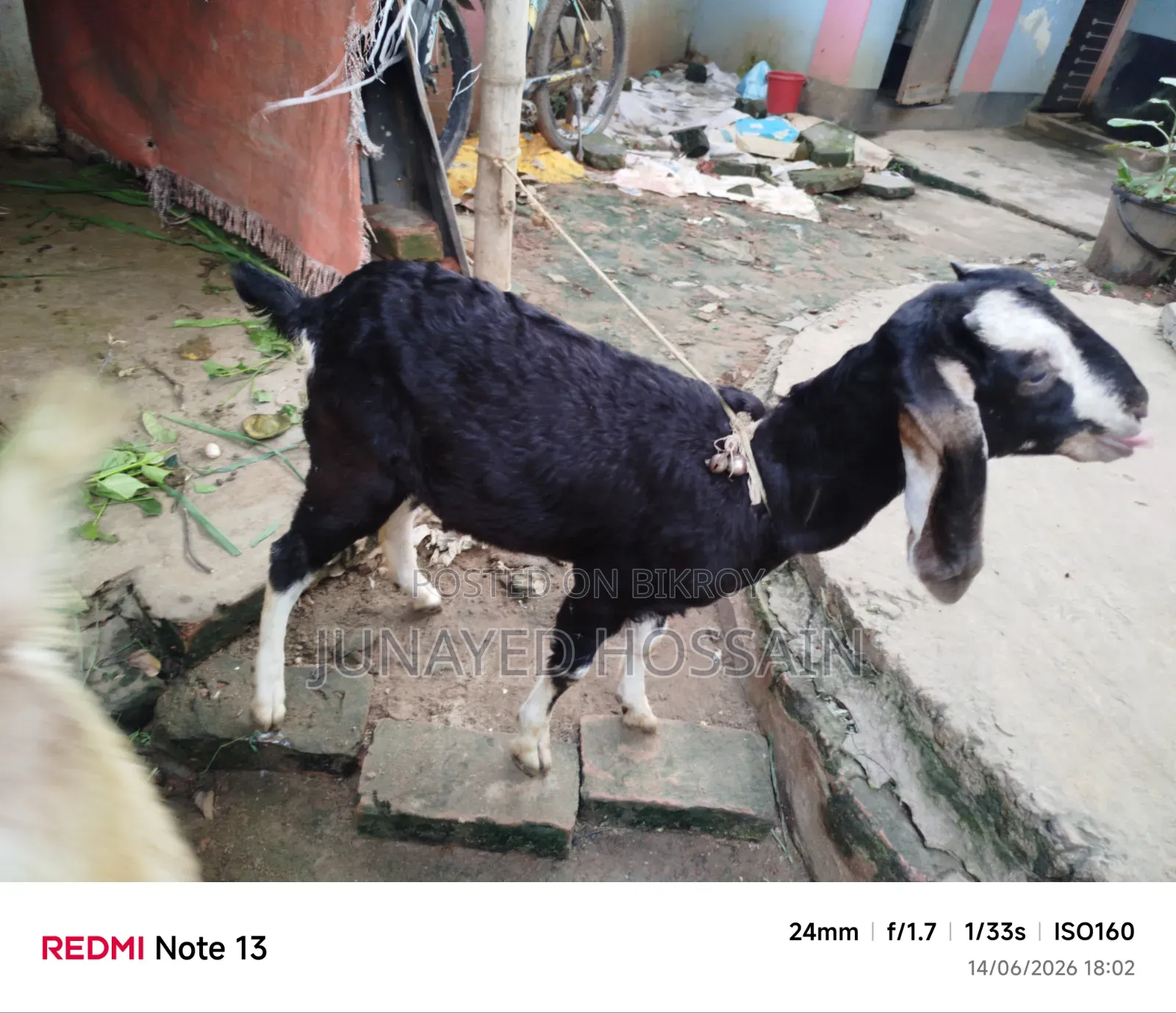 Two Ram Goat Kids