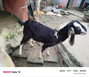 Two Ram Goat Kids