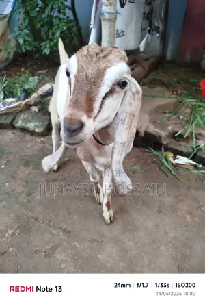 Two Ram Goat Kids