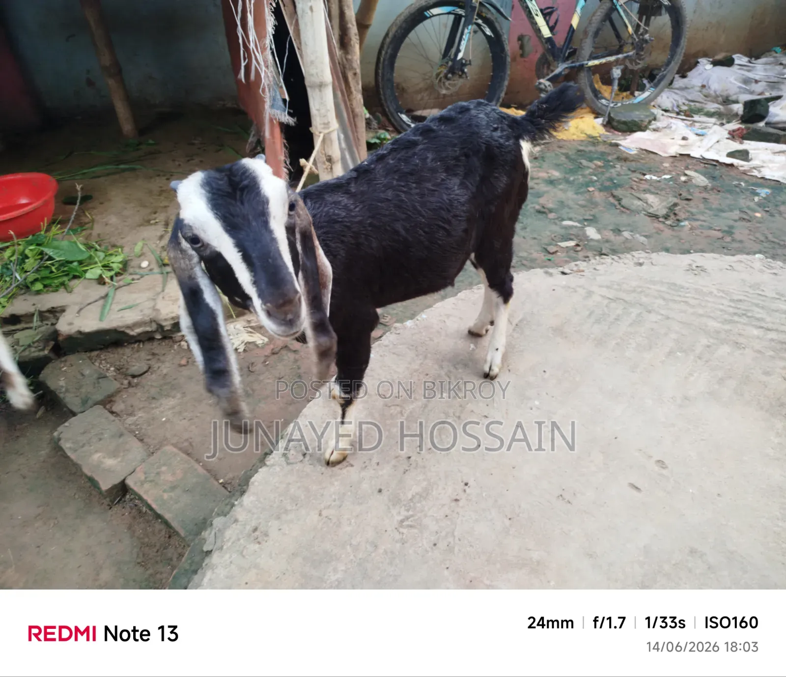 Two Ram Goat Kids