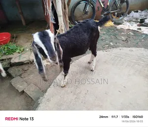 Two Ram Goat Kids