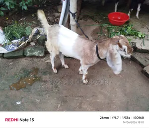 Two Ram Goat Kids