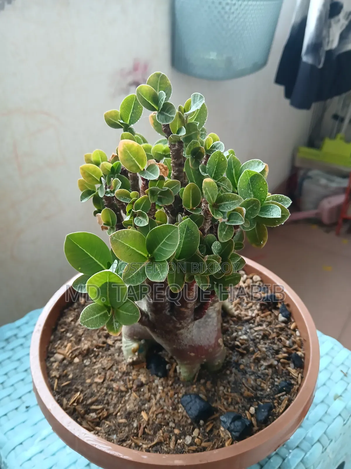 Adenium Plant (Arabicum)