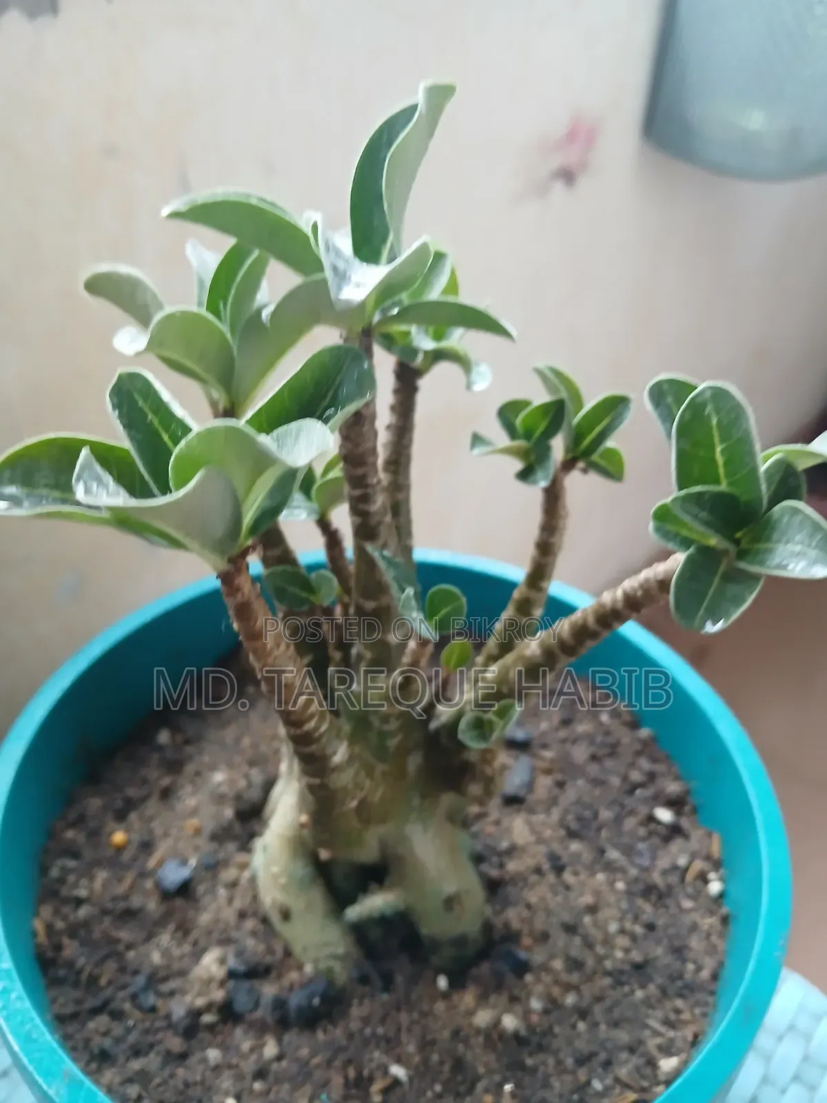 Adenium Plant (Arabicum)