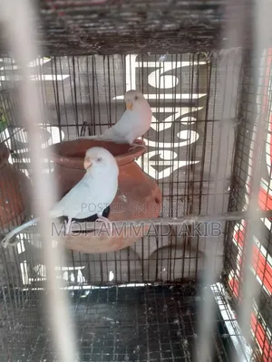 Cage and Birds