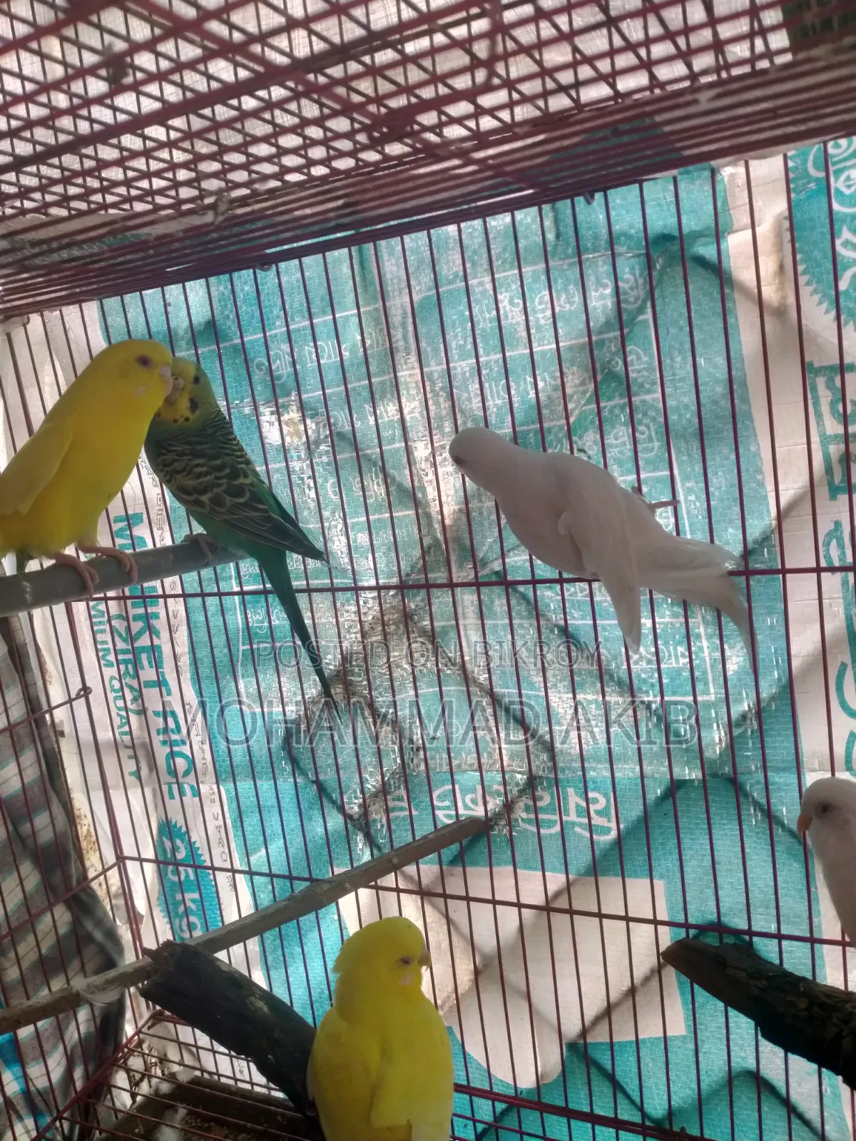 Cage and Birds
