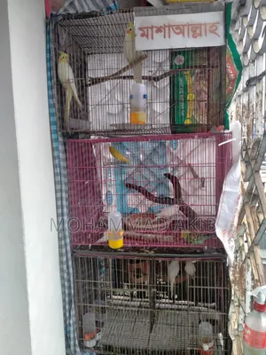 Cage and Birds
