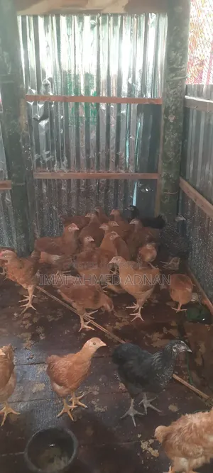 Tiger Rooster 1 month 10 days