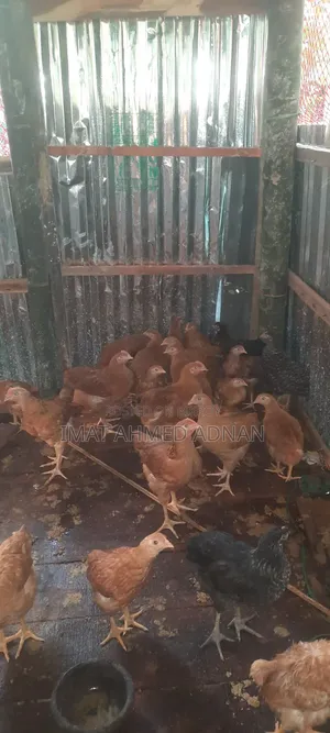 Tiger Rooster 1 month 10 days