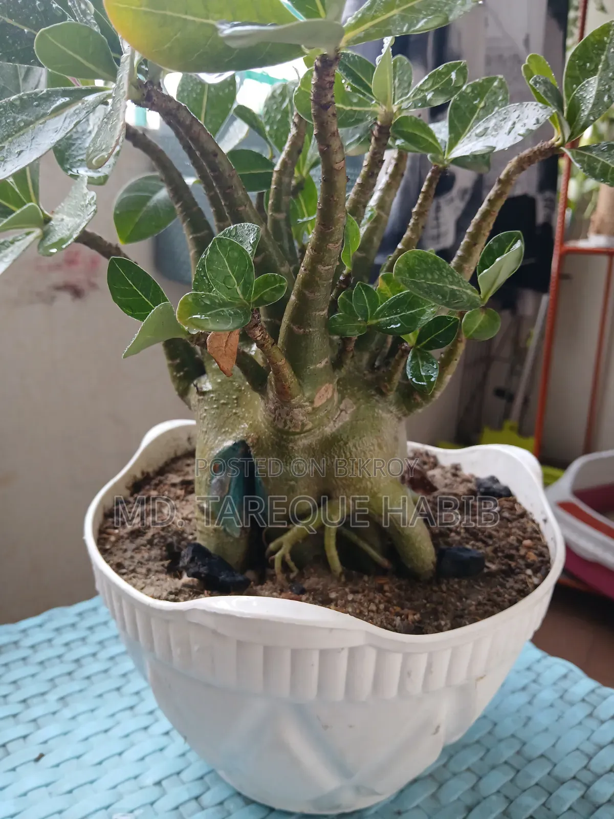 Adenium Plant (Arabicum)