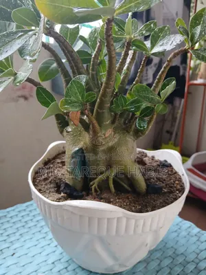 Adenium Plant (Arabicum)