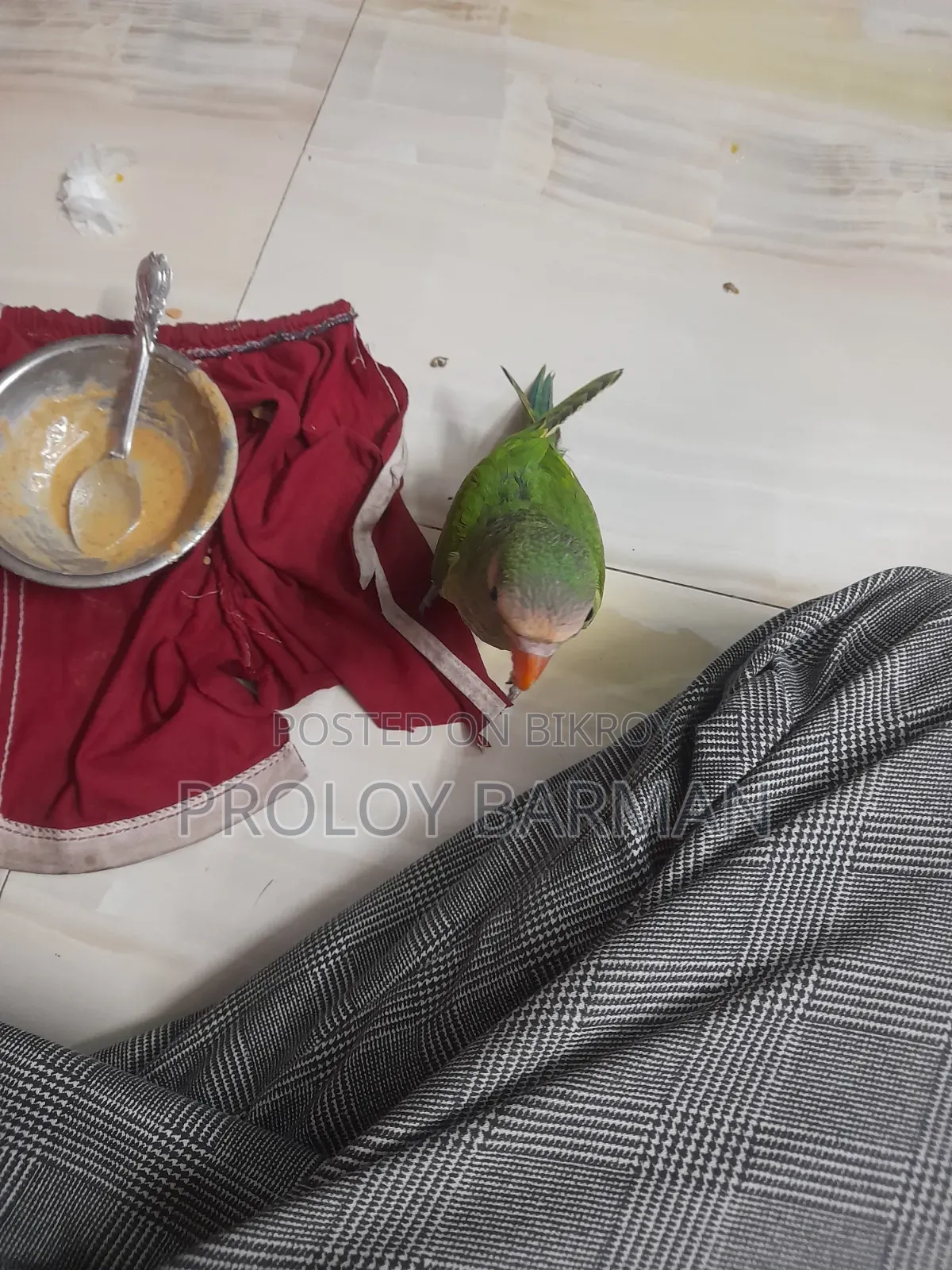 টেম করা তোতা পাখি