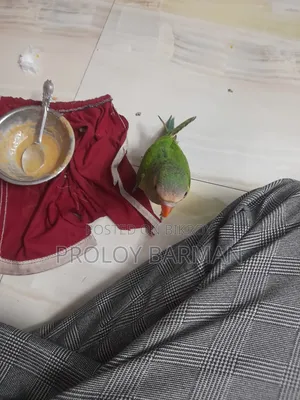 টেম করা তোতা পাখি