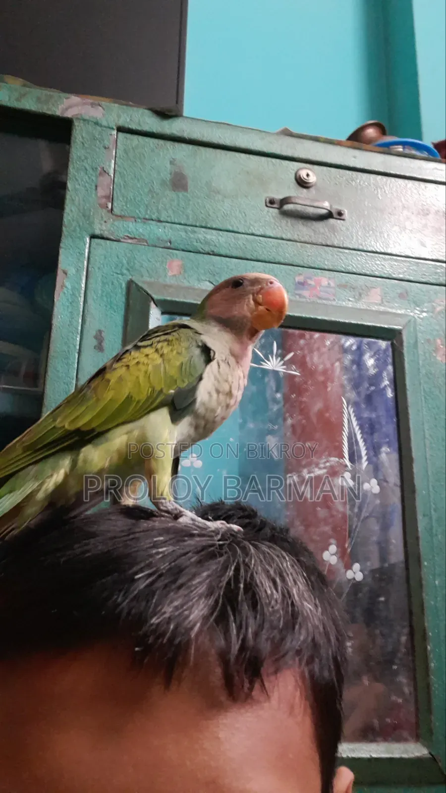 টেম করা তোতা পাখি