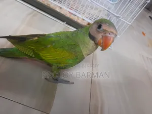 টেম করা তোতা পাখি