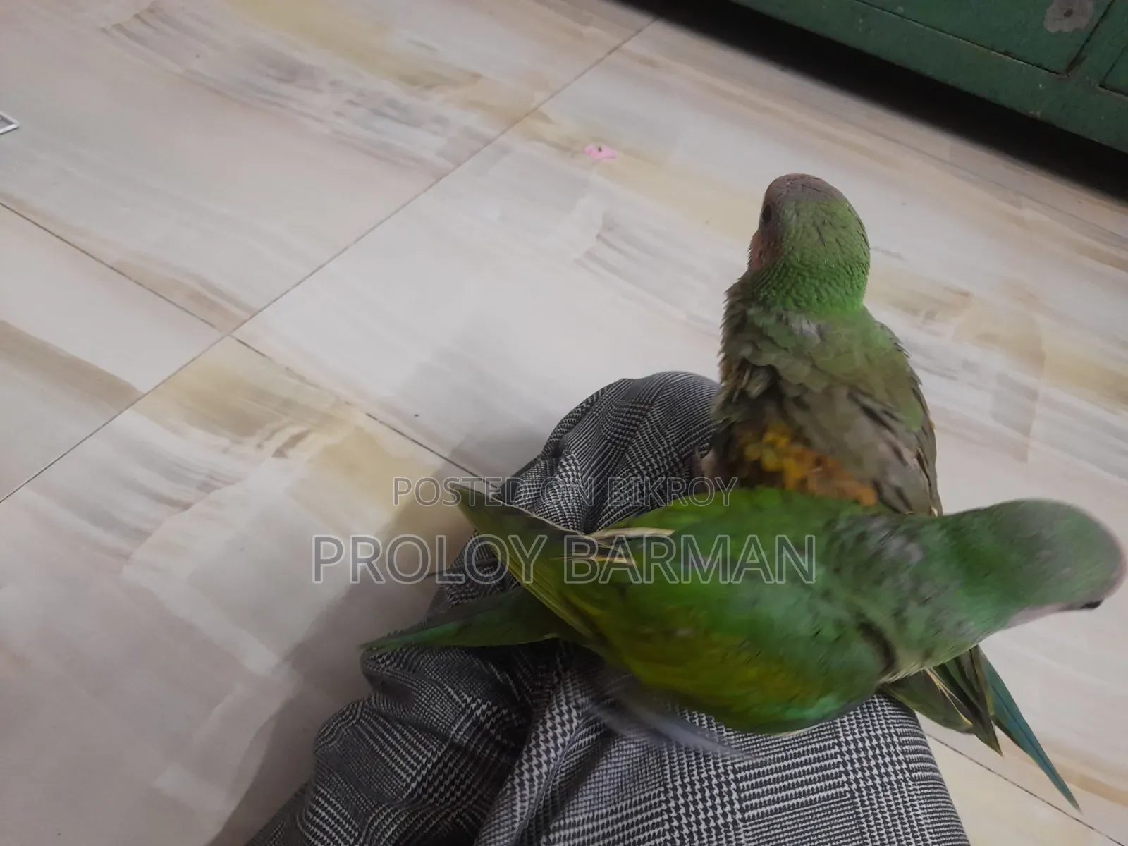 টেম করা তোতা পাখি