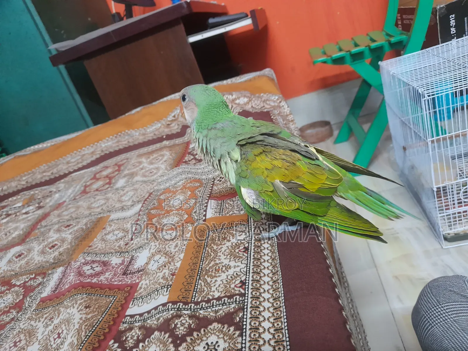 টেম করা তোতা পাখি