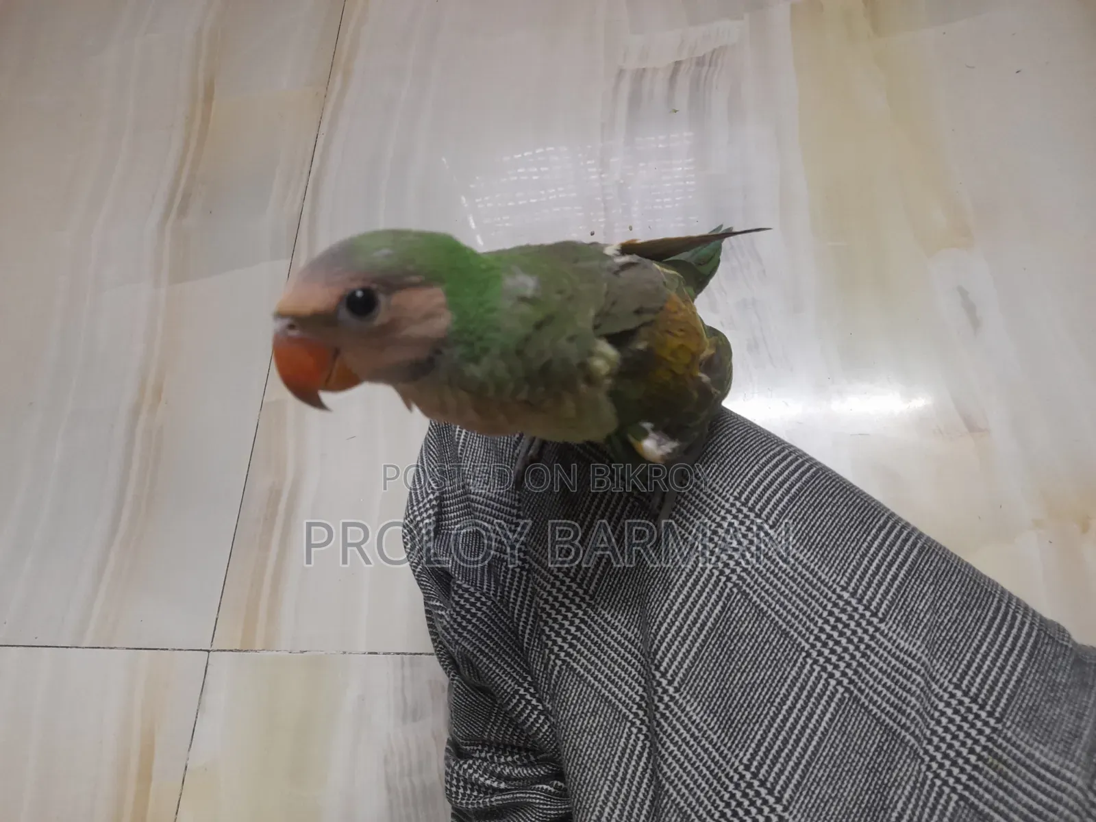 টেম করা তোতা পাখি