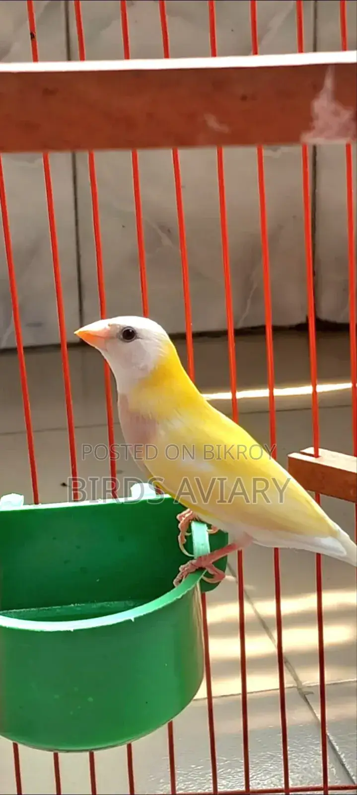 Gouldian Finch Male