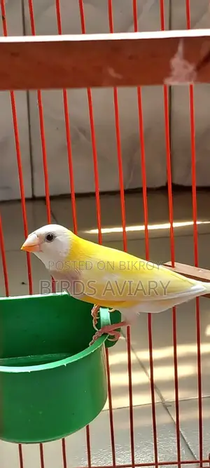 Gouldian Finch Male