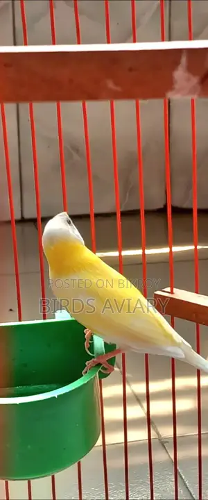Gouldian Finch Male