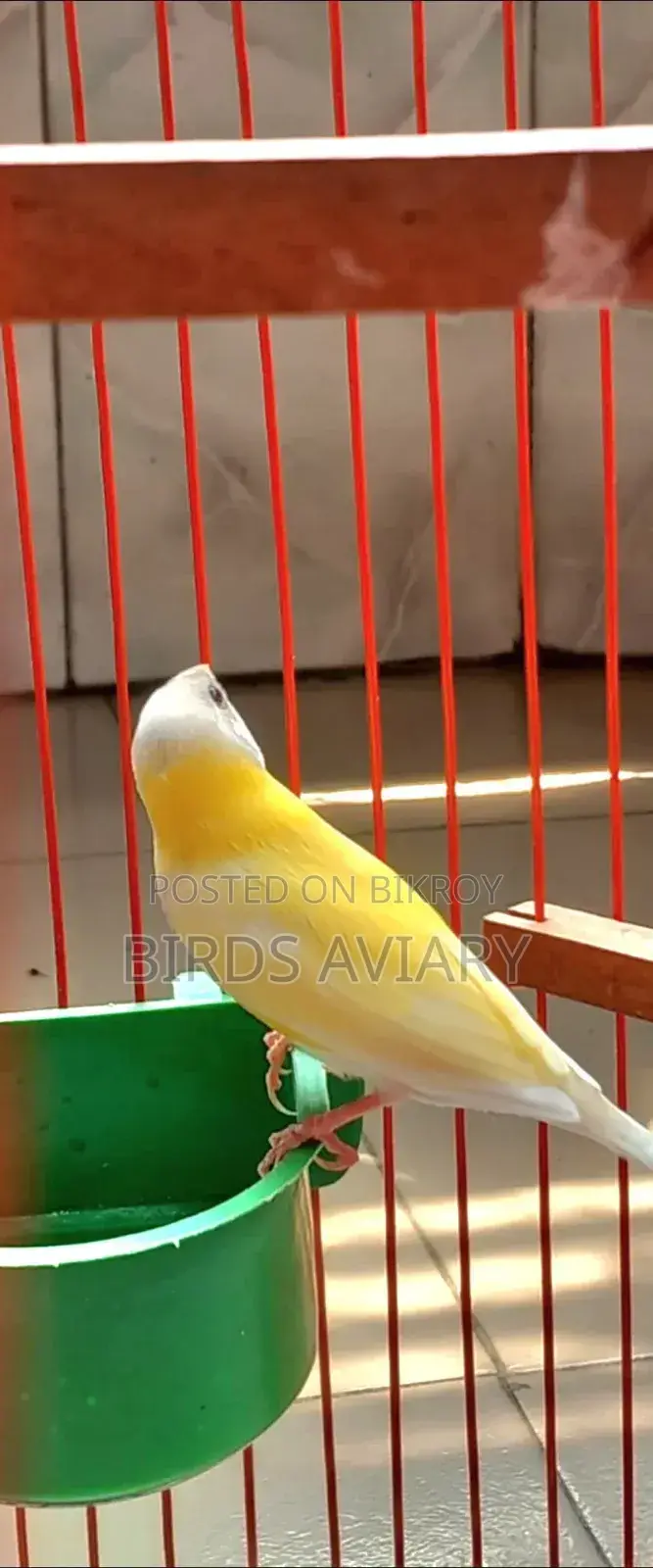 Gouldian Finch Male