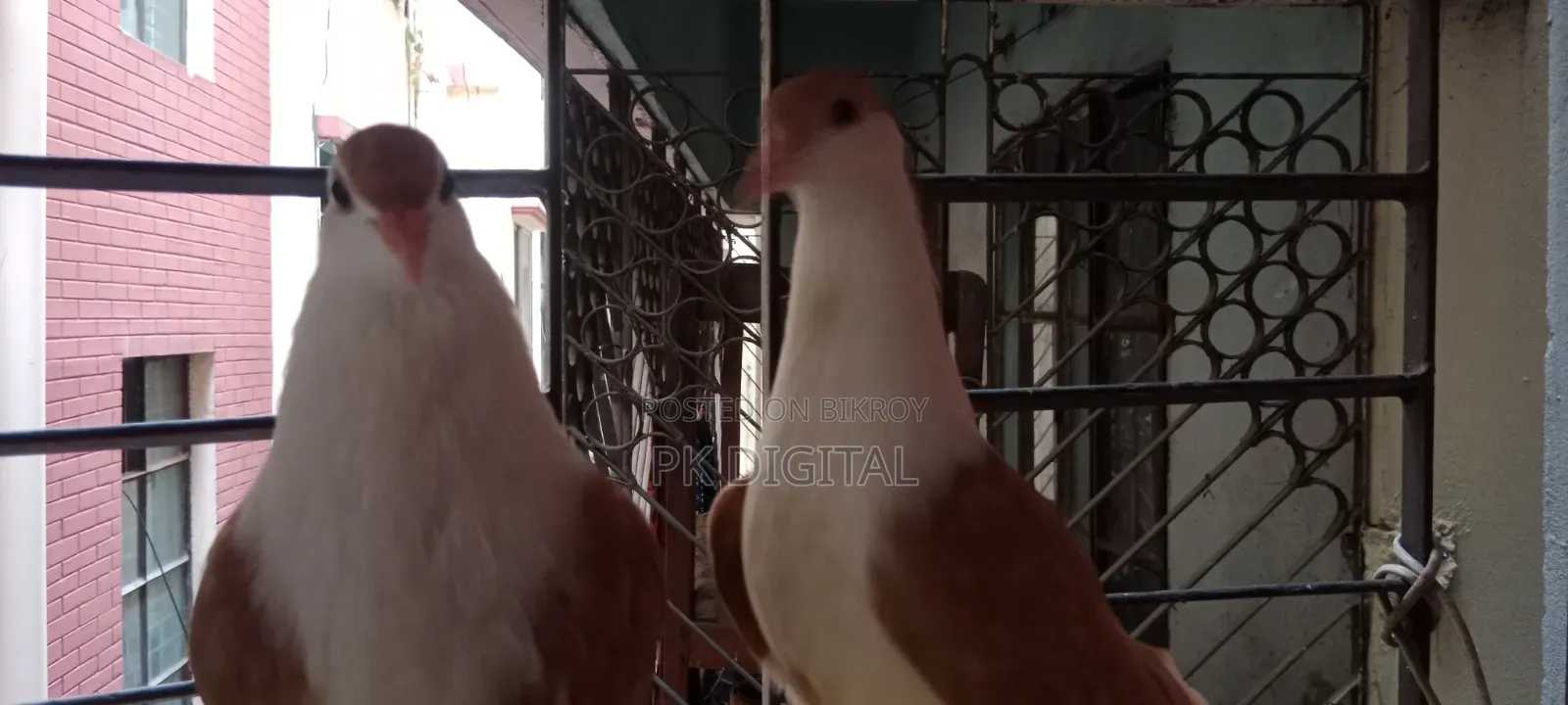 একজোড়া সিরাজী কবুতর যোগাযোগ করলে ফোন দিন